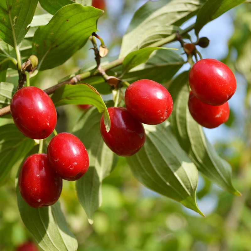 Húsos som (Cornus mas 'Kazanlak')