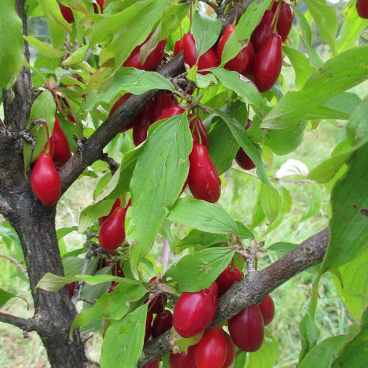 Húsos som (Cornus mas 'Kazanlak')