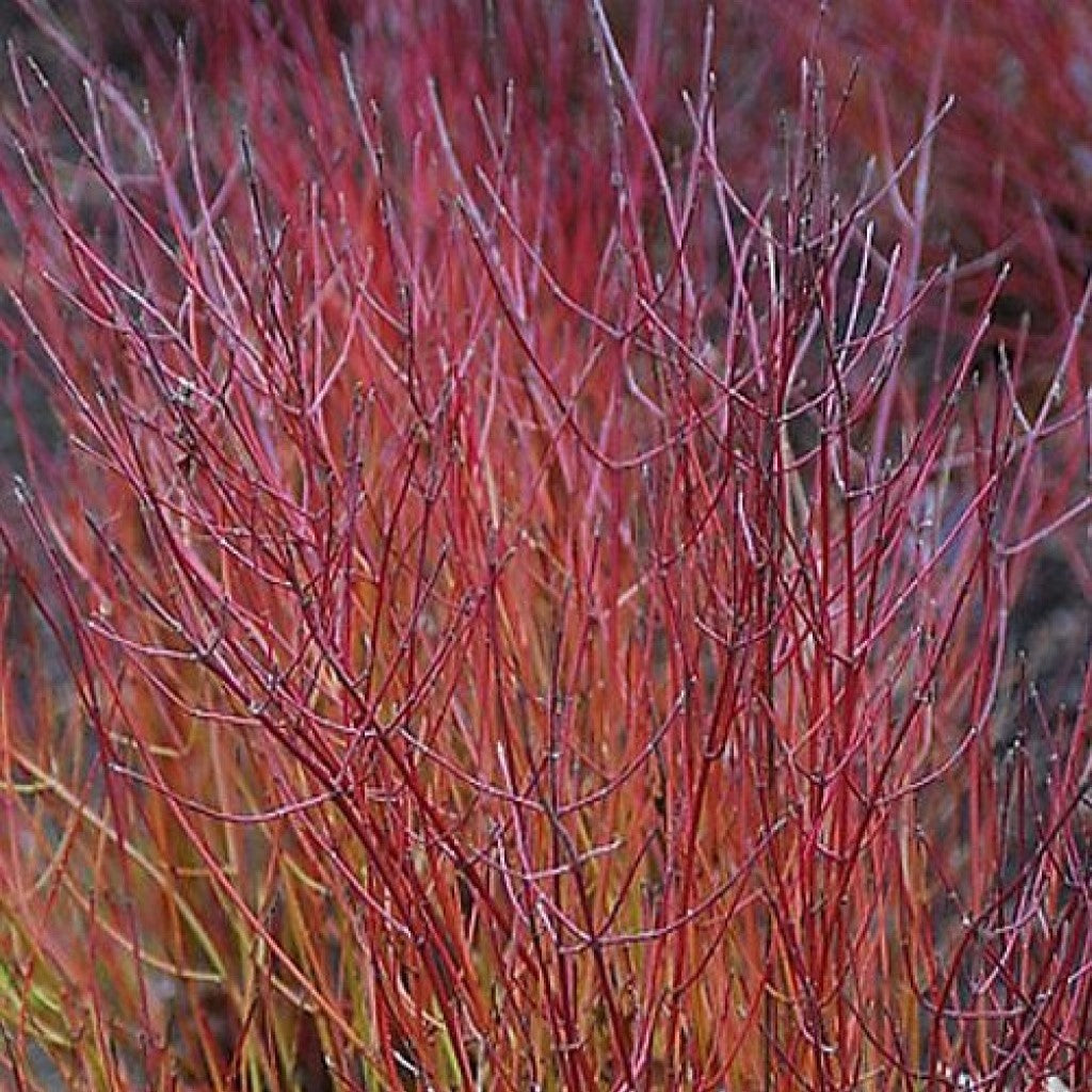 Selymes som (Cornus sericea (syn.: stolonifera) 'Kelseyi')