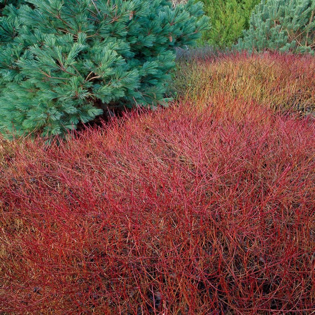 Selymes som (Cornus sericea (syn.: stolonifera) 'Kelseyi')