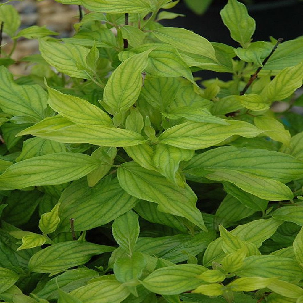 Selymes som (Cornus sericea (syn.: stolonifera) 'Kelseyi')