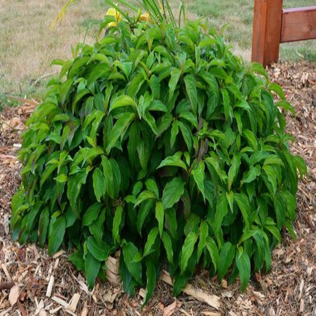 Selymes som (Cornus sericea (syn.: stolonifera) 'Kelseyi')