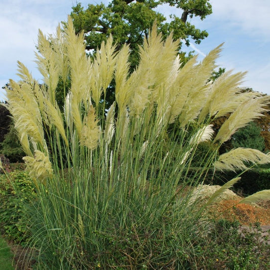 Ezüstös pampafű (Cortaderia selloana)