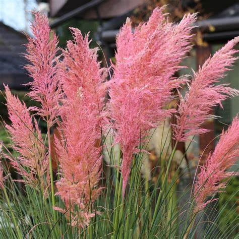Ezüstös pampafű (Cortaderia selloana 'Pink Feather')