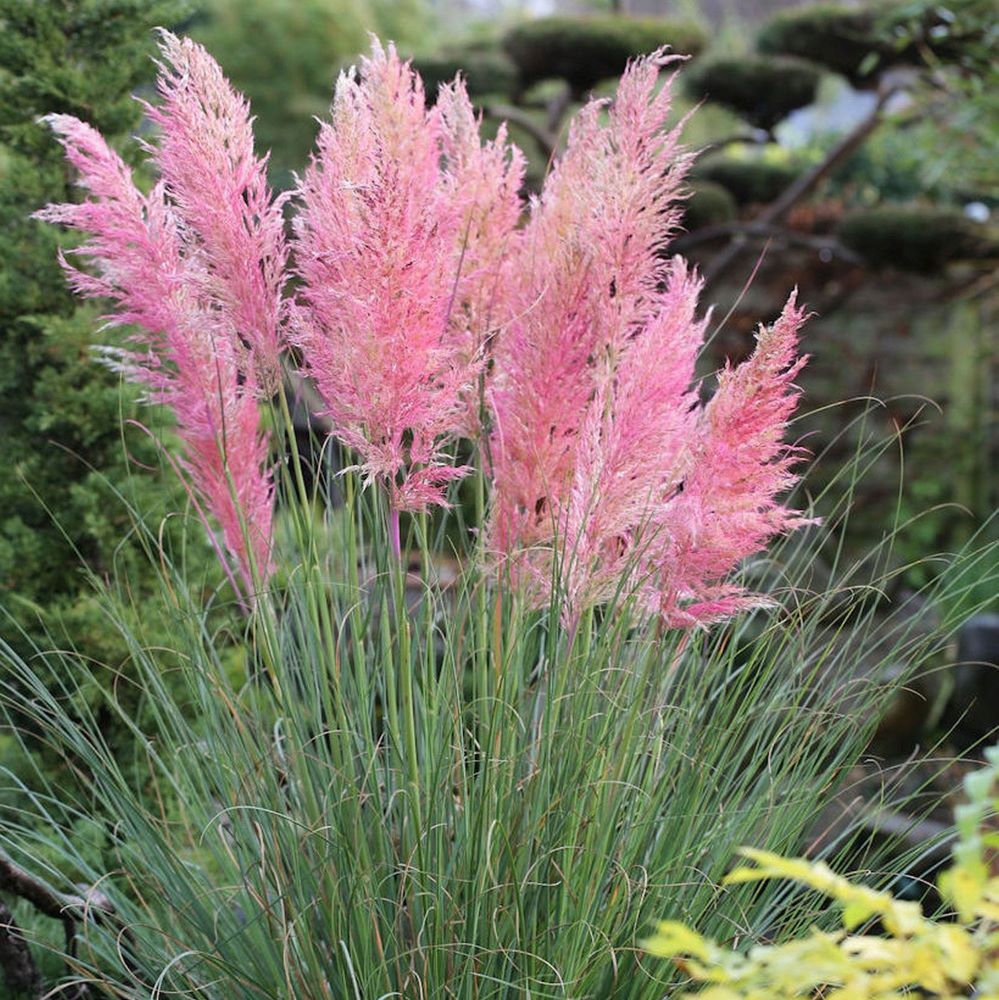 Ezüstös pampafű (Cortaderia selloana 'Pink Feather')