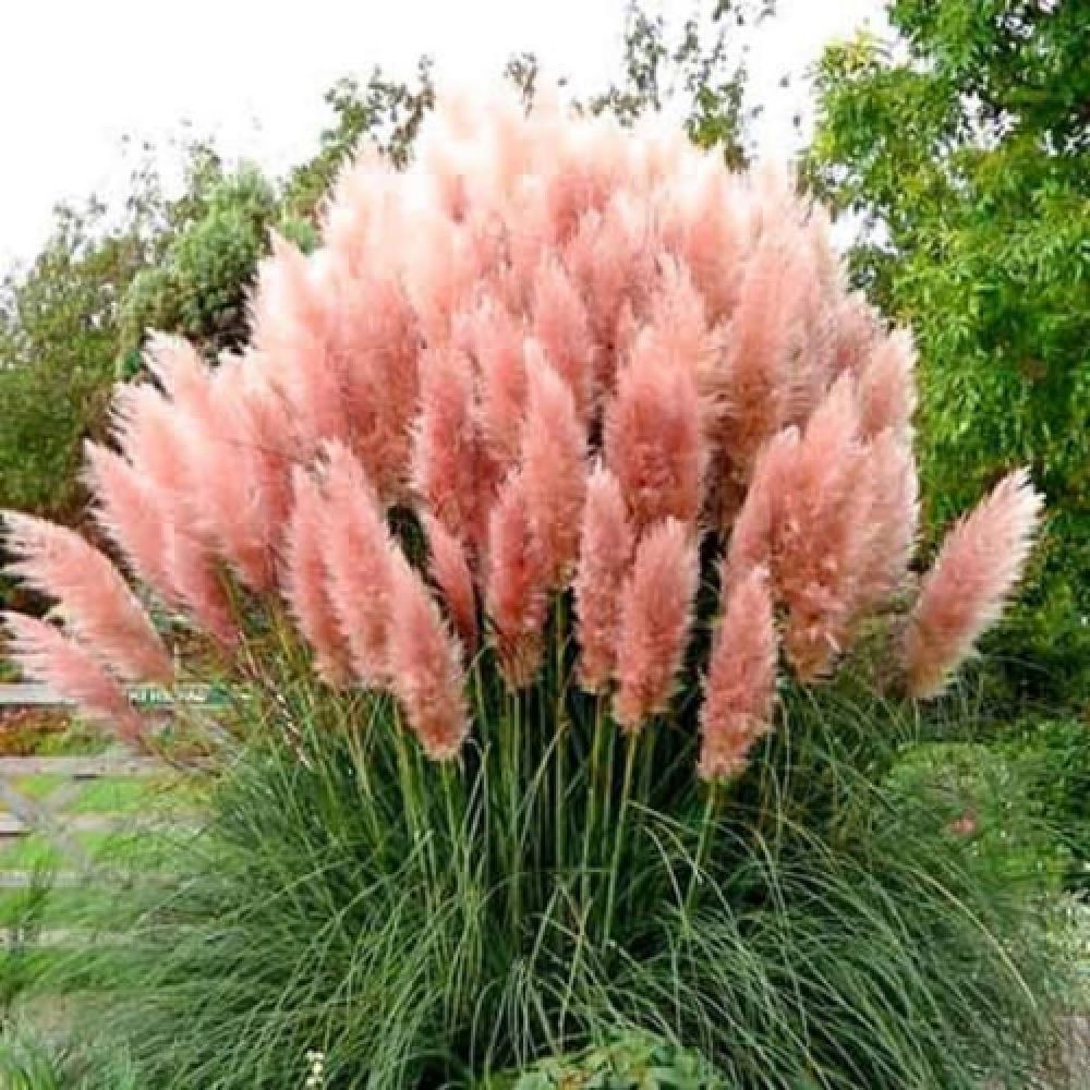 Ezüstös pampafű (Cortaderia selloana 'Pink Feather')