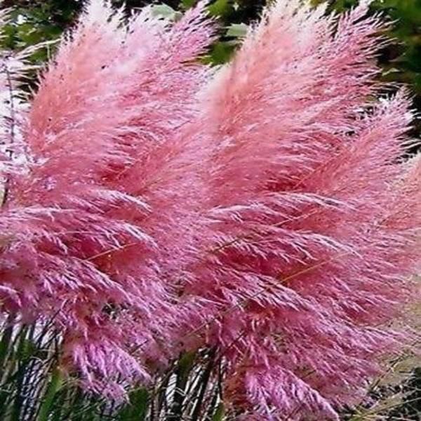 Ezüstös pampafű (Cortaderia selloana 'Pink Feather')