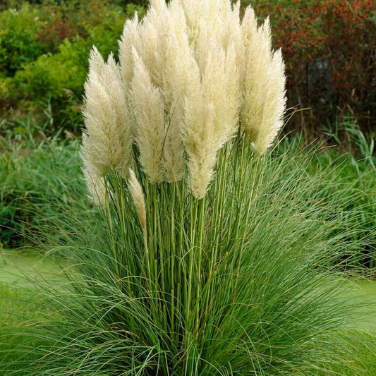 Ezüstös pampafű (Cortaderia selloana 'Pumila')