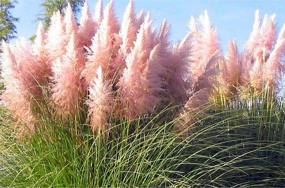 Ezüstös pampafű (Cortaderia selloana 'Rosea')