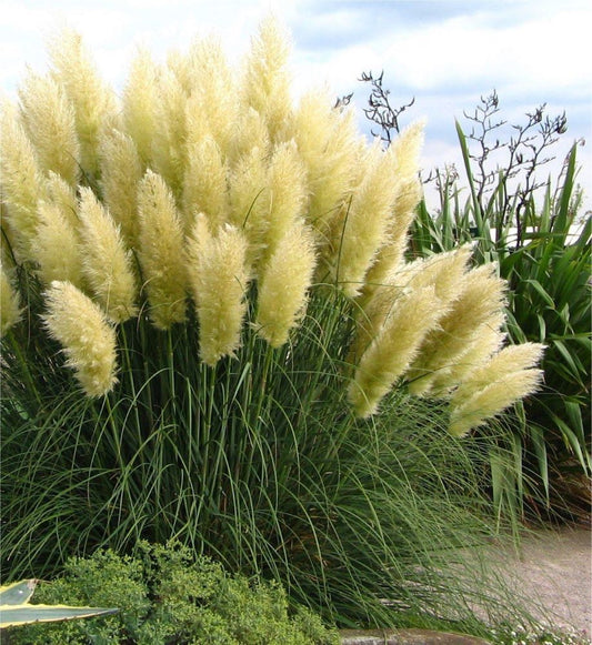 Ezüstös pampafű (Cortaderia selloana 'White Feather')