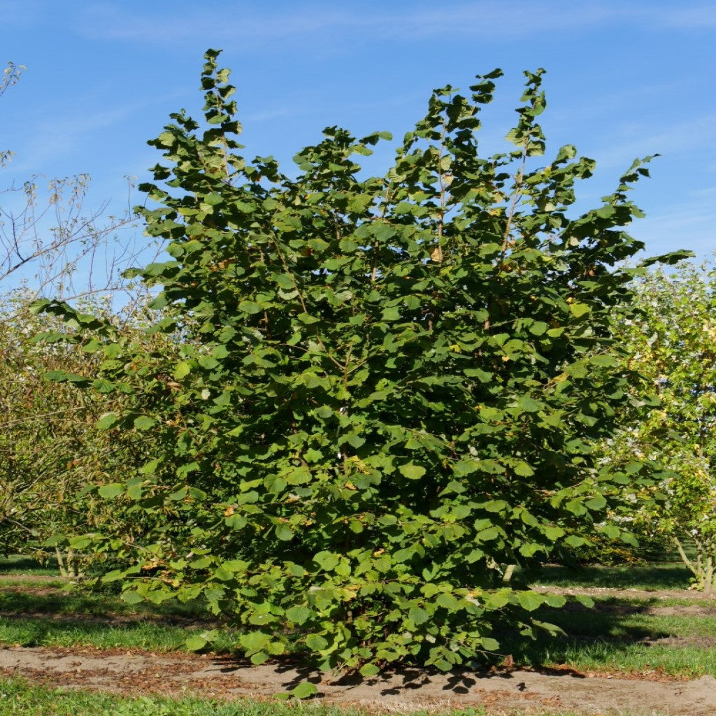 Mogyoró (Corylus avellana)