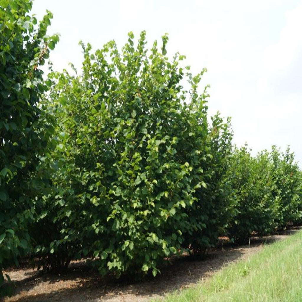 Mogyoró (Corylus avellana)