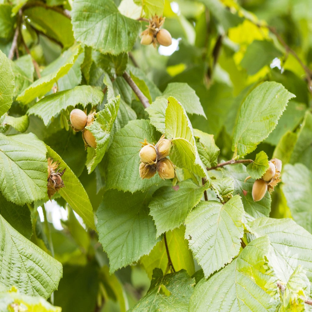 Mogyoró (Corylus avellana)