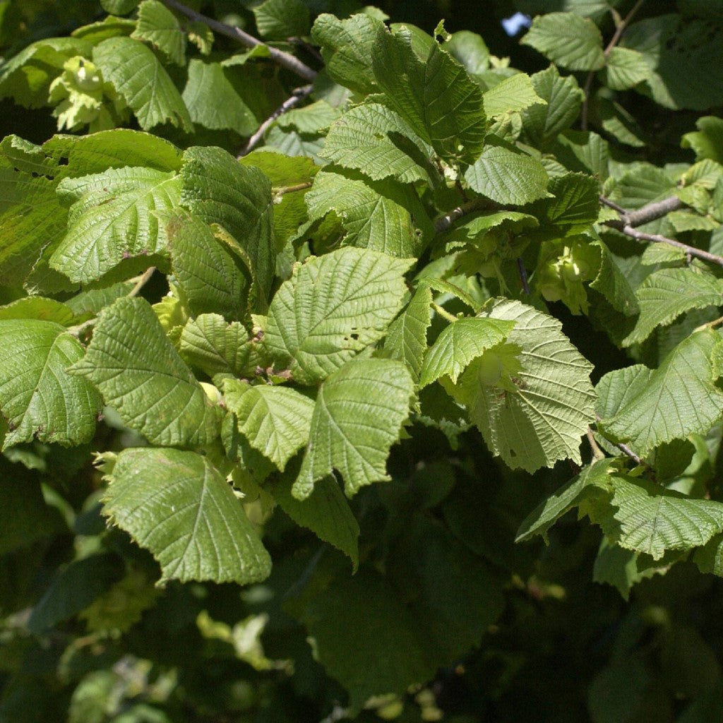 Mogyoró (Corylus avellana)