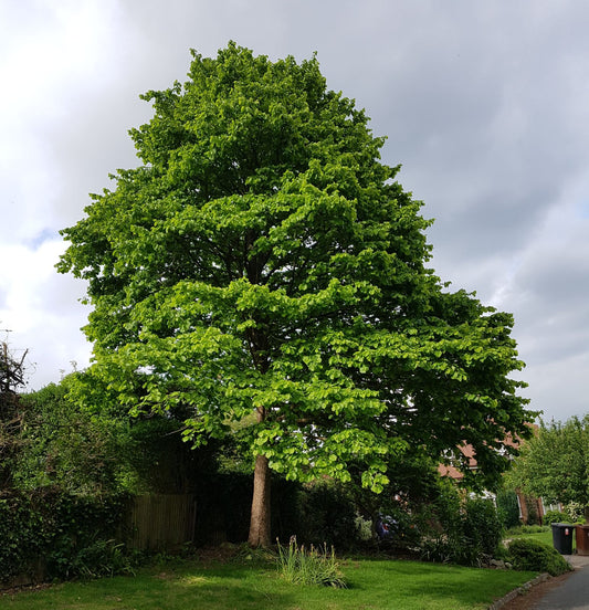 Törökmogyoró (Corylus colurna)