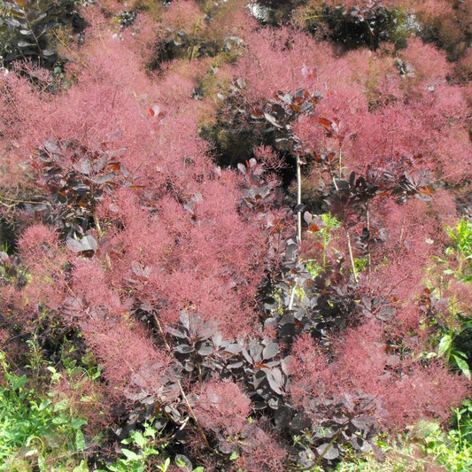 Cserszömörce (Cotinus coggygria 'Lilla')