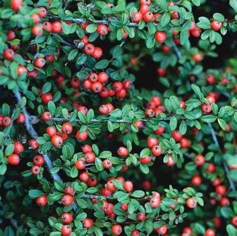 Szőnyegmadárbirs (Cotoneaster dammeri 'Coral Beauty')