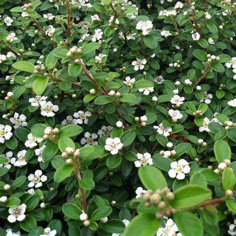 Szőnyegmadárbirs (Cotoneaster dammeri 'Coral Beauty')