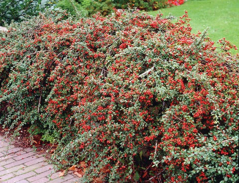 Szőnyegmadárbirs (Cotoneaster dammeri 'Coral Beauty')