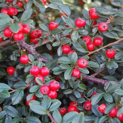 Szőnyegmadárbirs (Cotoneaster dammeri 'Coral Beauty')