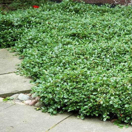 Szőnyegmadárbirs (Cotoneaster dammeri 'Major')