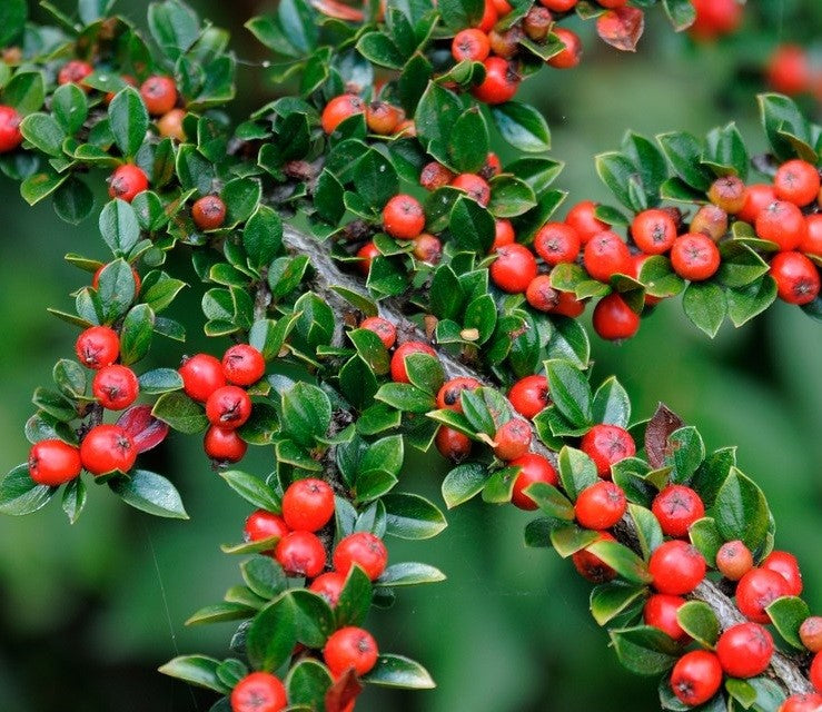 Terülő madárbirs (Cotoneaster horizontalis)