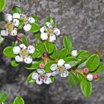 Terülő madárbirs (Cotoneaster horizontalis)