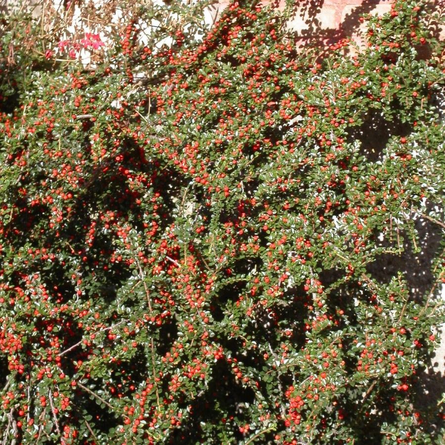 Terülő madárbirs (Cotoneaster horizontalis)