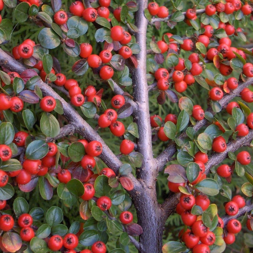 Terülő madárbirs (Cotoneaster horizontalis)