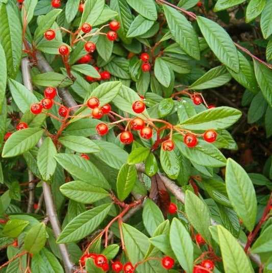 Szőnyegmadárbirs  (Cotoneaster horizontalis 'Bella')