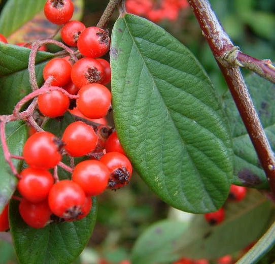 Szőnyegmadárbirs  (Cotoneaster horizontalis 'Bella')