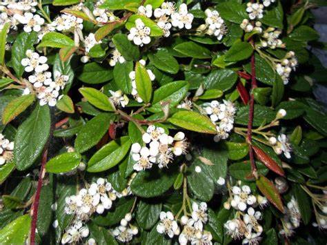 Szőnyegmadárbirs  (Cotoneaster horizontalis 'Bella')