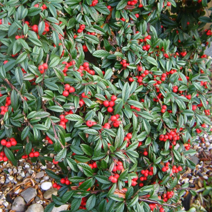 Szőnyegmadárbirs  (Cotoneaster horizontalis 'Bella')