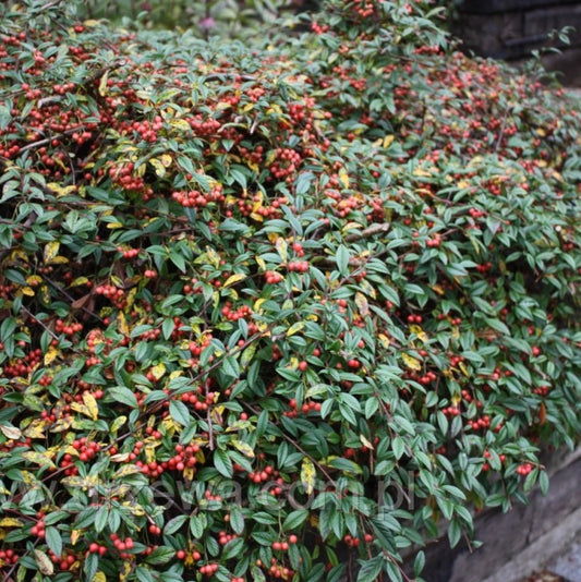 Fűzlevelű madárbirs (Cotoneaster salicifolius 'Parkteppich')