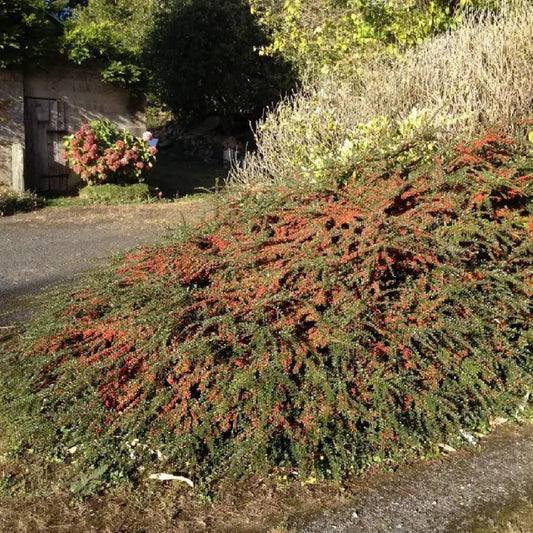 Svéd madárbirs (Cotoneaster suecicus 'Skogholm')