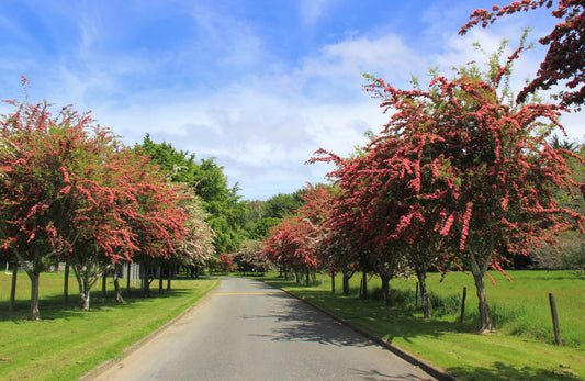 Díszgalagonya (Crataegus laevigata 'Paul's Scarlet')