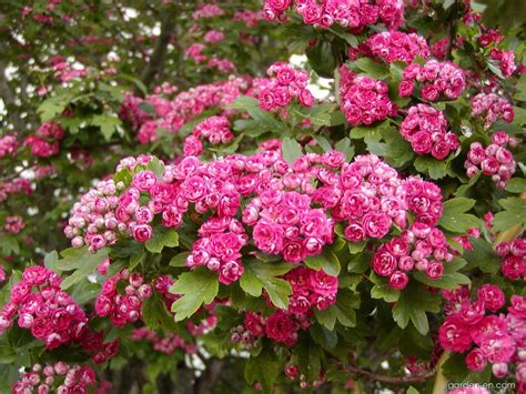 Díszgalagonya (Crataegus laevigata 'Paul's Scarlet')