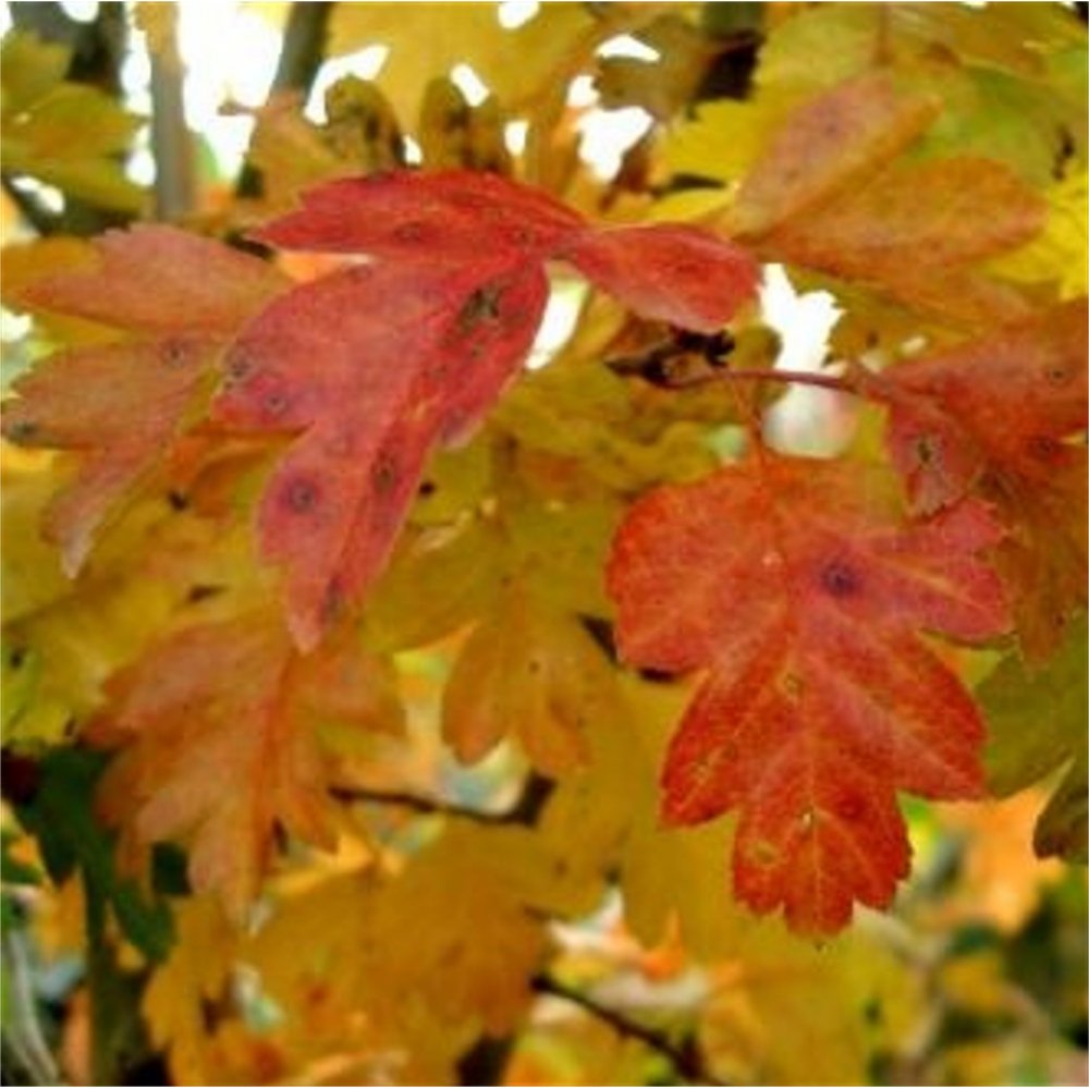 Díszgalagonya (Crataegus laevigata 'Paul's Scarlet')