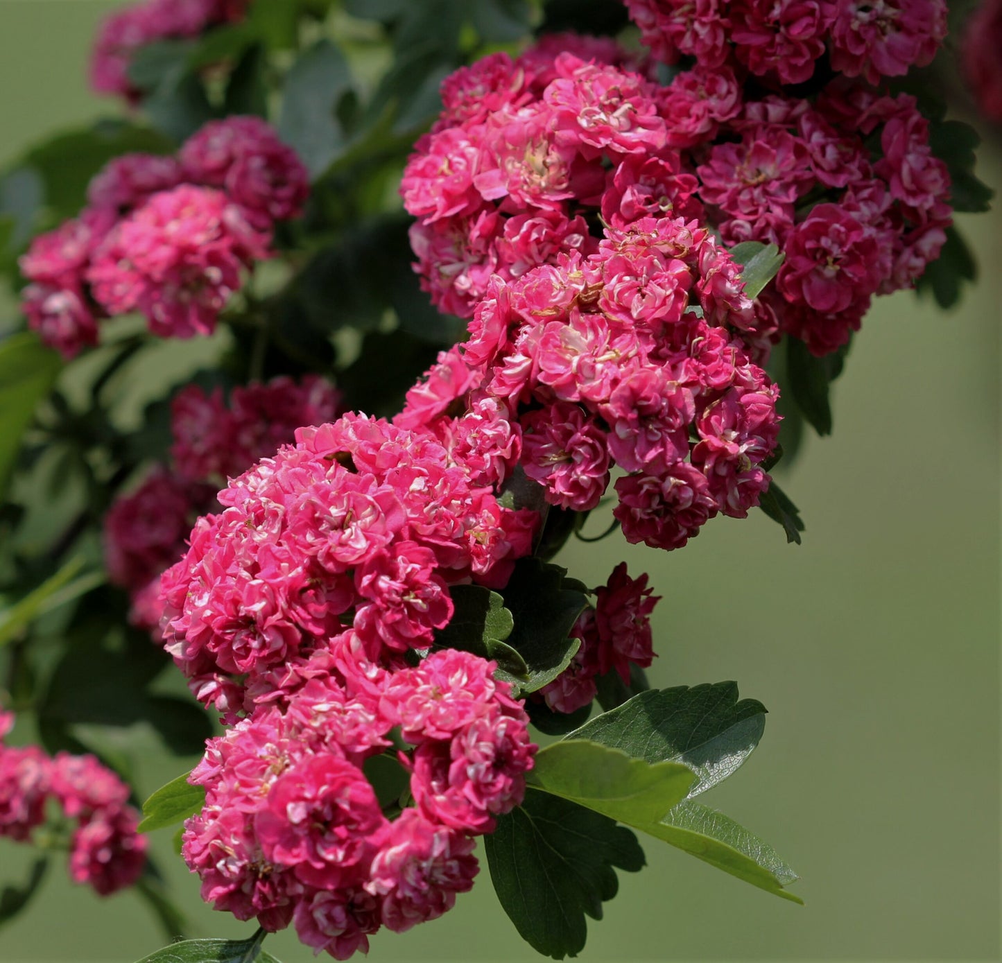 Díszgalagonya (Crataegus laevigata 'Paul's Scarlet')