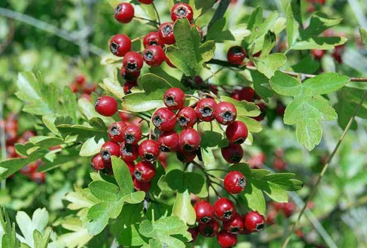 Egybibés galagonya (Crataegus monogyna)