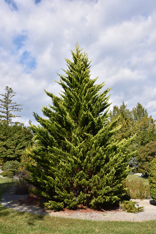 Leyland ciprus (Cupressocyparis leylandii 'Gold Rider')