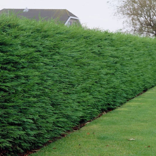 Leylandi ciprus (Cupressocyparis leylandii)