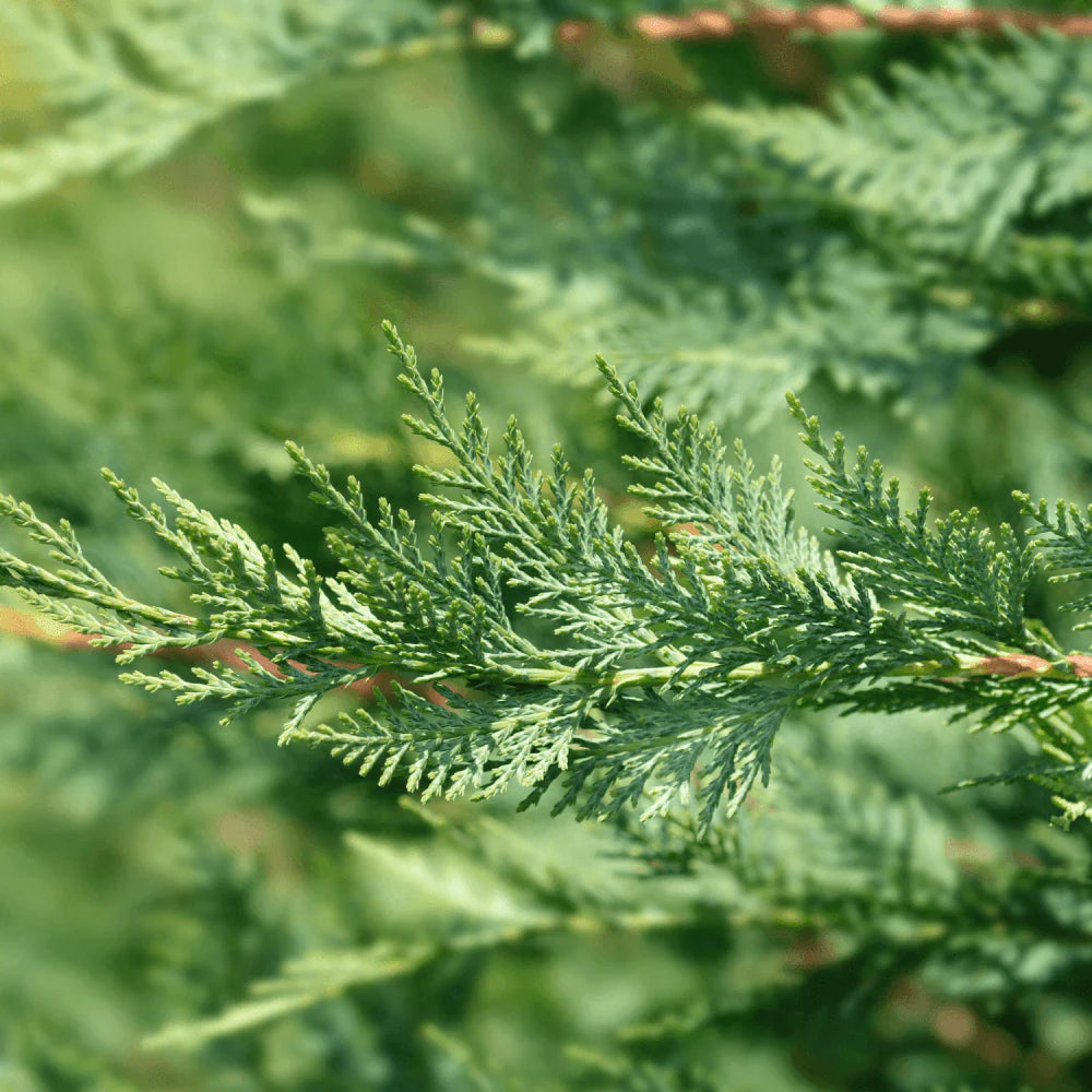 Leylandi ciprus (Cupressocyparis leylandii '2001')