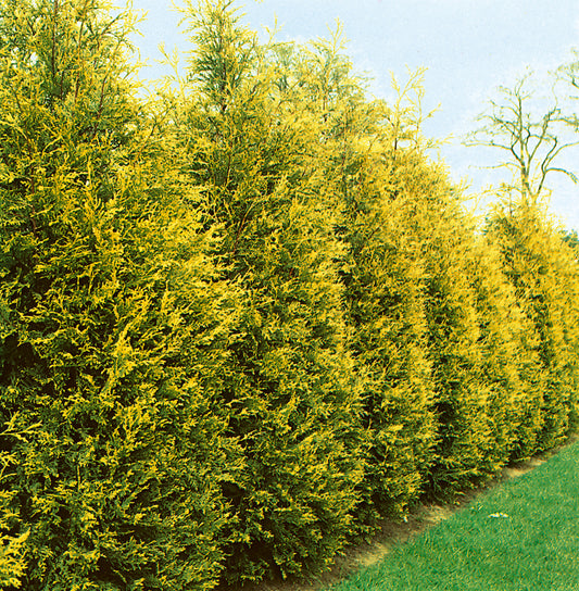 Leyland ciprus (Cupressocyparis leylandii 'Castlewellan Gold')