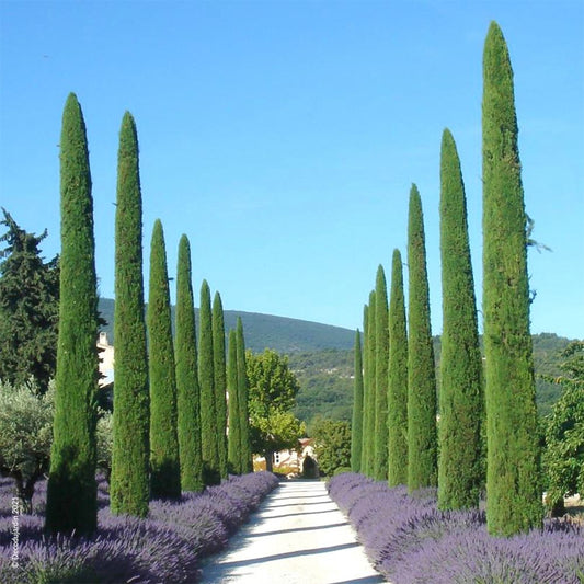 Európai ciprus (Cupressus sempervirens 'Totem')