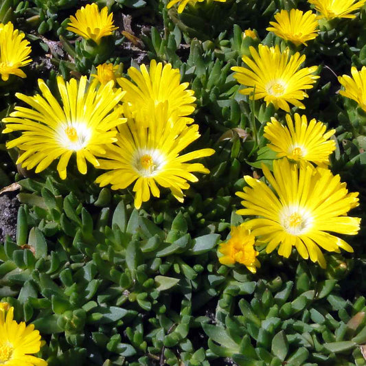 Délvirág (Delosperma congestum)