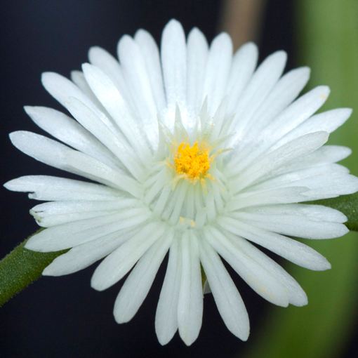 Délvirág (Delosperma congestum 'Alba' (syn.: 'Album'))