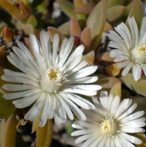 Délvirág (Delosperma ecklonis)