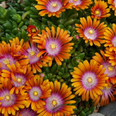 Délvirág, kristályvirág (Delosperma 'Sundella Apricot')