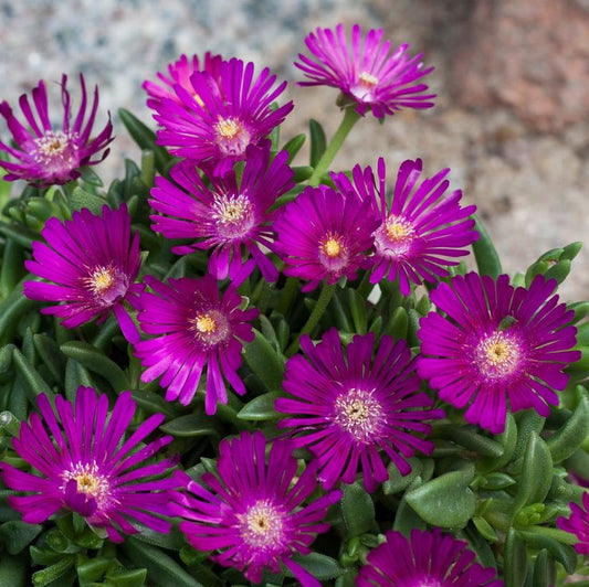Délvirág, kristályvirág (Delosperma 'Sundella Neon')